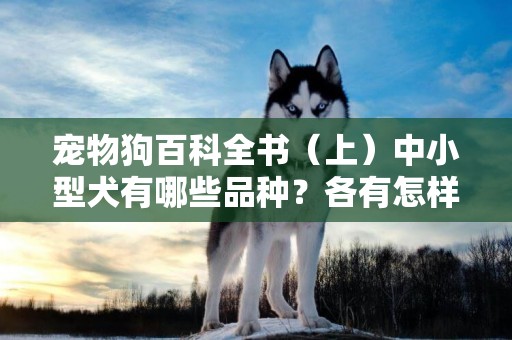 寵物狗百科全書（上）中小型犬有哪些品種？各有怎樣的性格特點？ 