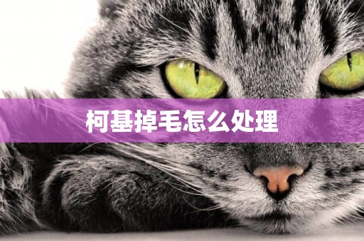 柯基掉毛怎么處理