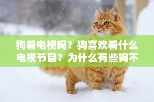 狗看電視嗎？狗喜歡看什么電視節目？為什么有些狗不看？ 