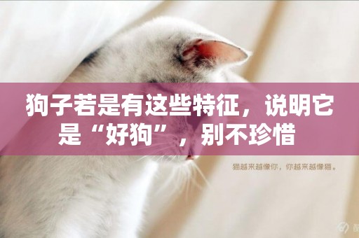 狗子若是有這些特征，說明它是“好狗”，別不珍惜 