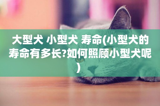 大型犬 小型犬 壽命(小型犬的壽命有多長?如何照顧小型犬呢) 