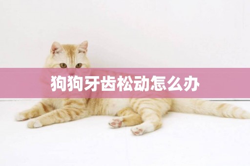 狗狗牙齒松動怎么辦