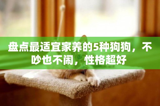 盤點最適宜家養的5種狗狗，不吵也不鬧，性格超好 