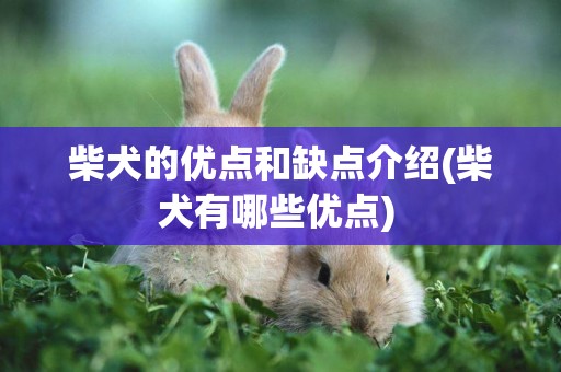 柴犬的優點和缺點介紹(柴犬有哪些優點) 
