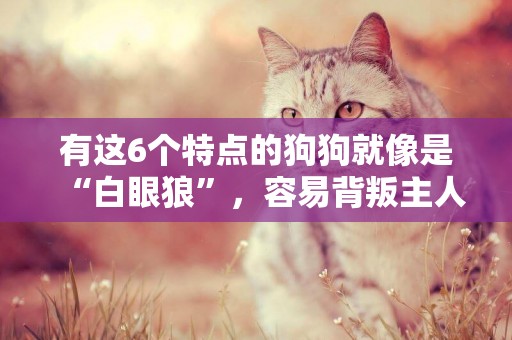 有這6個特點的狗狗就像是“白眼狼”，容易背叛主人，你家狗有嗎 