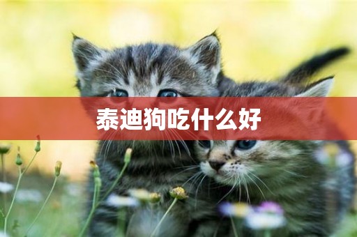 泰迪狗吃什么好