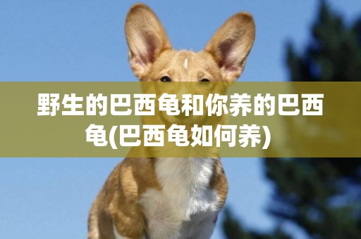 野生的巴西龜和你養的巴西龜(巴西龜如何養) 