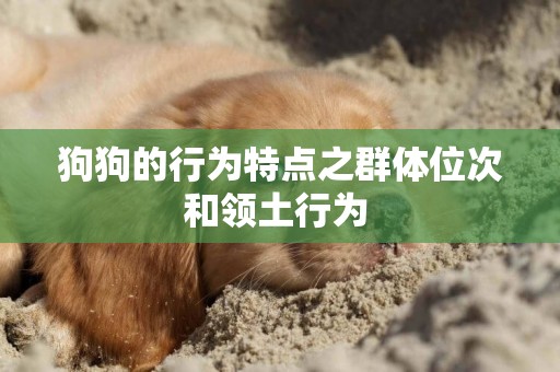 狗狗的行為特點之群體位次和領土行為 