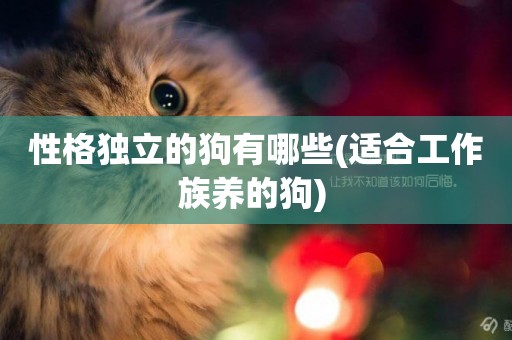 性格獨立的狗有哪些(適合工作族養的狗) 