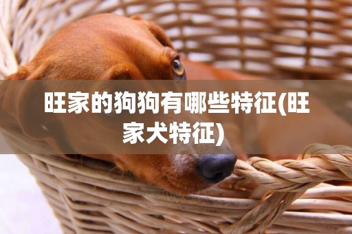 旺家的狗狗有哪些特征(旺家犬特征) 