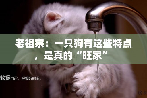 老祖宗：一只狗有這些特點，是真的“旺家” 