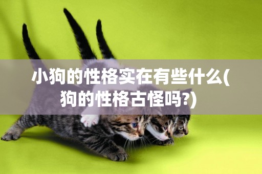 小狗的性格實在有些什么(狗的性格古怪嗎?) 