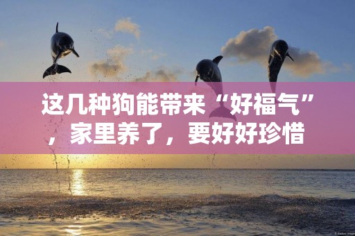 這幾種狗能帶來“好福氣”，家里養了，要好好珍惜 