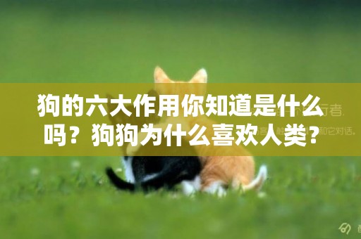 狗的六大作用你知道是什么嗎？狗狗為什么喜歡人類？ 