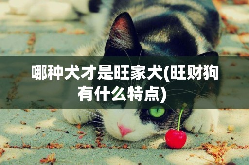 哪種犬才是旺家犬(旺財狗有什么特點) 