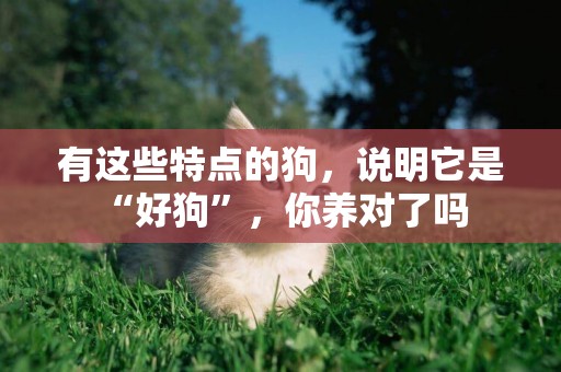有這些特點的狗，說明它是“好狗”，你養對了嗎 