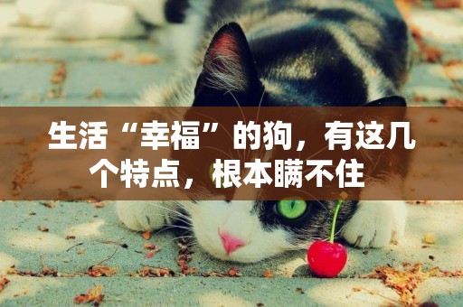 生活“幸福”的狗，有這幾個特點，根本瞞不住 