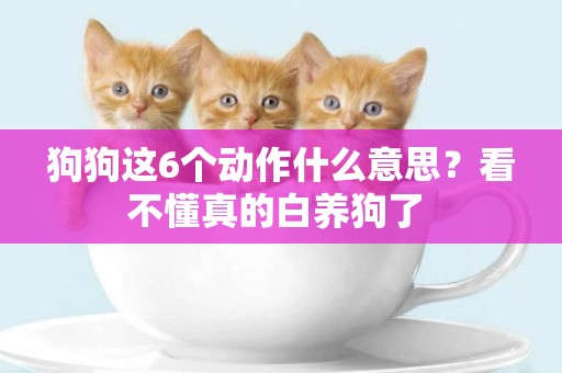 狗狗這6個動作什么意思？看不懂真的白養狗了 