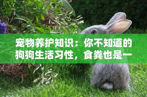 寵物養護知識：你不知道的狗狗生活習性，食糞也是一種習性 