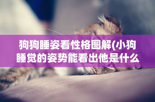 狗狗睡姿看性格圖解(小狗睡覺的姿勢能看出他是什么性格) 