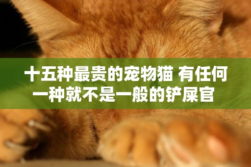 十五種最貴的寵物貓 有任何一種就不是一般的鏟屎官 