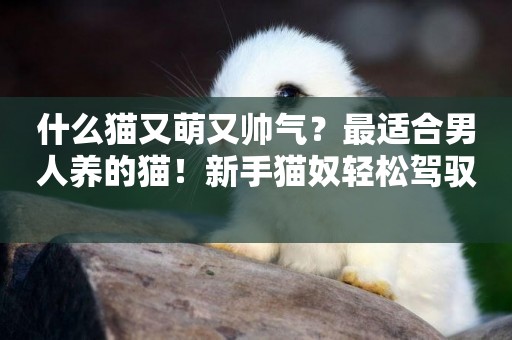 什么貓又萌又帥氣？最適合男人養的貓！新手貓奴輕松駕馭 
