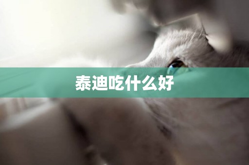 泰迪吃什么好