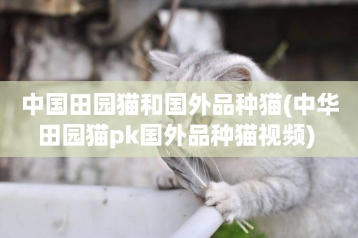 中國田園貓和國外品種貓(中華田園貓pk國外品種貓視頻) 