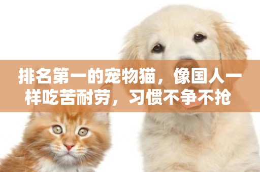 排名第一的寵物貓，像國人一樣吃苦耐勞，習慣不爭不搶 