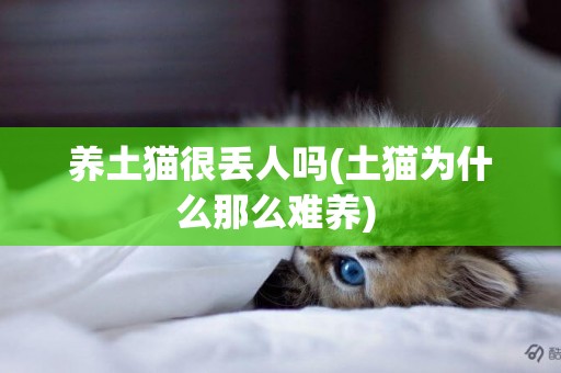 養土貓很丟人嗎(土貓為什么那么難養) 