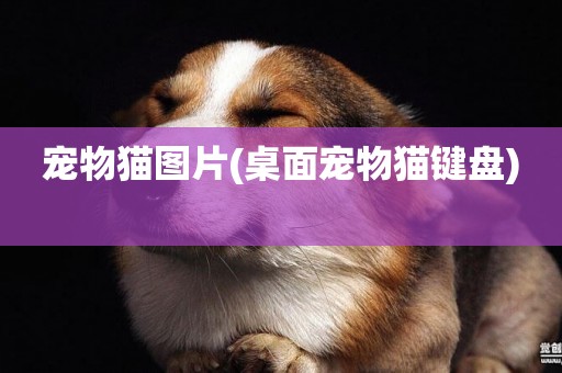寵物貓圖片(桌面寵物貓鍵盤) 