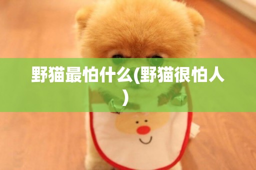 野貓最怕什么(野貓很怕人) 