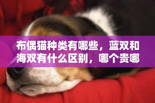 布偶貓種類有哪些，藍雙和海雙有什么區別，哪個貴哪個好看？ 