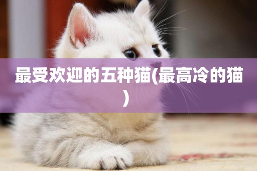 最受歡迎的五種貓(最高冷的貓) 