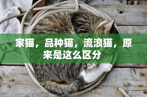家貓，品種貓，流浪貓，原來是這么區分 