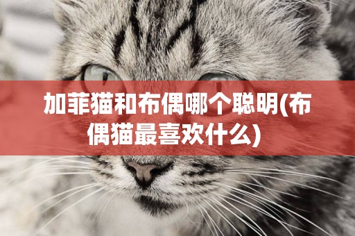 加菲貓和布偶哪個聰明(布偶貓最喜歡什么) 