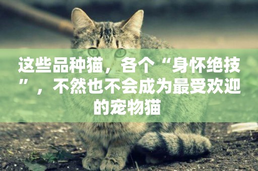 這些品種貓，各個“身懷絕技”，不然也不會成為最受歡迎的寵物貓 
