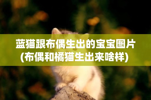 藍貓跟布偶生出的寶寶圖片(布偶和橘貓生出來啥樣) 