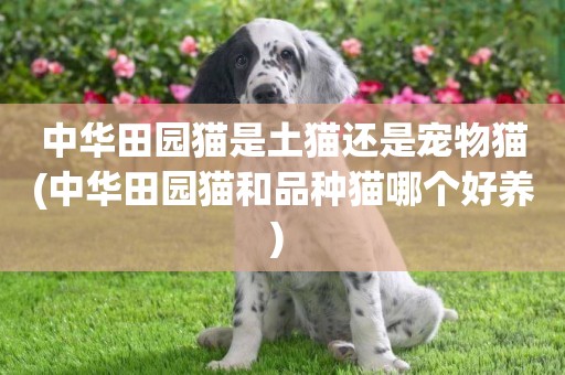 中華田園貓是土貓還是寵物貓(中華田園貓和品種貓哪個好養) 