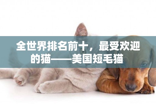 全世界排名前十，最受歡迎的貓——美國短毛貓 