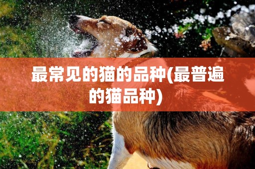 最常見的貓的品種(最普遍的貓品種) 