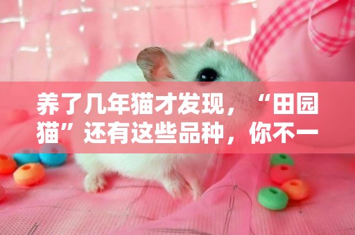 養了幾年貓才發現，“田園貓”還有這些品種，你不一定知道 