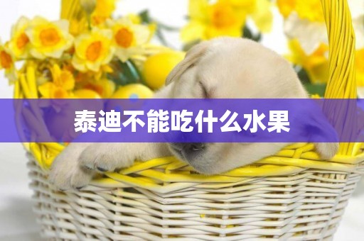 泰迪不能吃什么水果