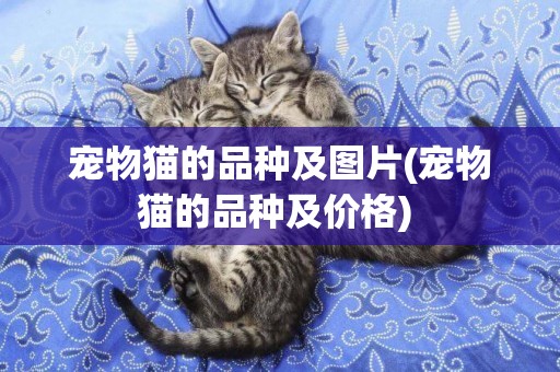 寵物貓的品種及圖片(寵物貓的品種及價格) 