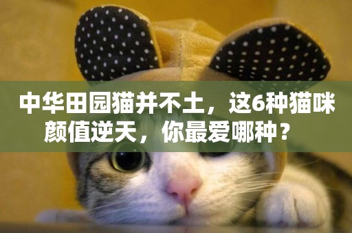 中華田園貓并不土，這6種貓咪顏值逆天，你最愛哪種？ 