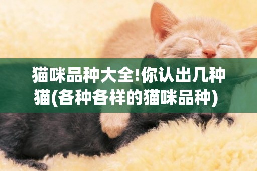 貓咪品種大全!你認出幾種貓(各種各樣的貓咪品種) 