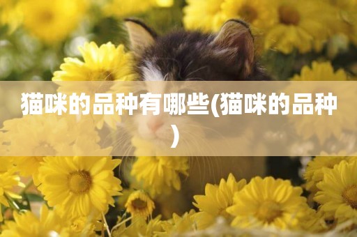 貓咪的品種有哪些(貓咪的品種) 