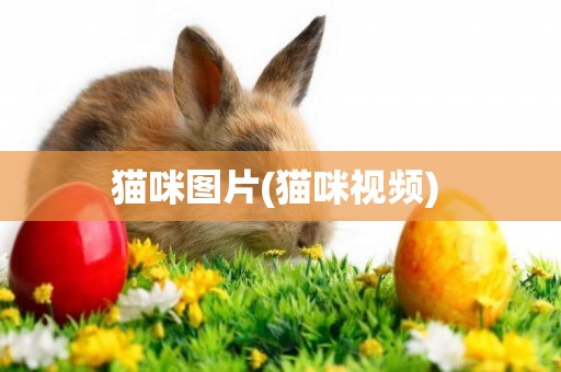 貓咪圖片(貓咪視頻) 