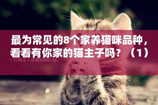 最為常見的8個家養貓咪品種，看看有你家的貓主子嗎？（1） 