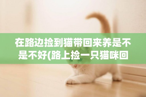在路邊撿到貓帶回來養是不是不好(路上撿一只貓咪回家) 